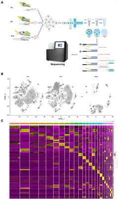 Pseudo-Temporal Analysis of Single-Cell RNA Sequencing Reveals Trans-Differentiation Potential of Greater Epithelial Ridge Cells Into Hair Cells During Postnatal Development of Cochlea in Rats